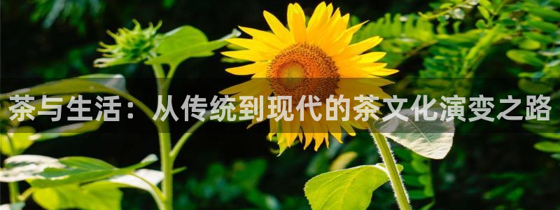 苏州鸿运阁直播平台