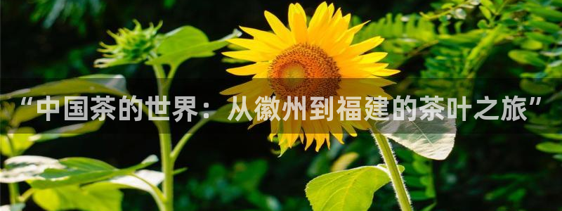 东方阿保鸿运购物平台