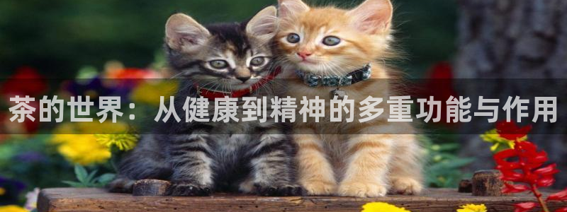 鸿运食品直播平台