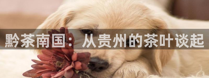 鸿运满堂网上平台