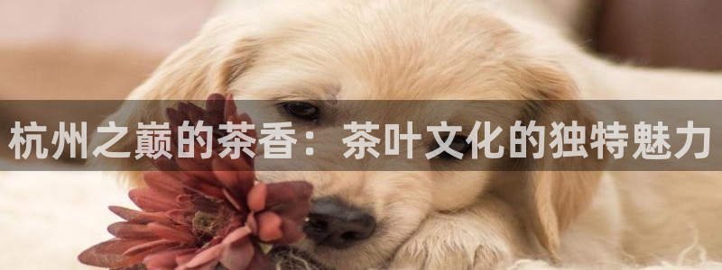 鸿运国际时时彩平台